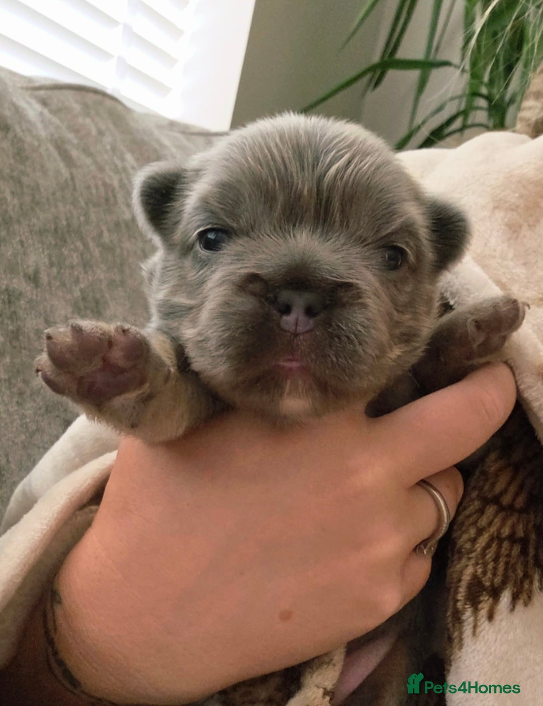 French Bulldog dogs for sale:  🐾Fluffy French Bulldog Isabella&Tan Boys🐾 - Image 6