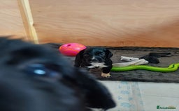 Cocker Spaniel dogs for sale: Working cocker spaniels 4 weeks old - Image 27