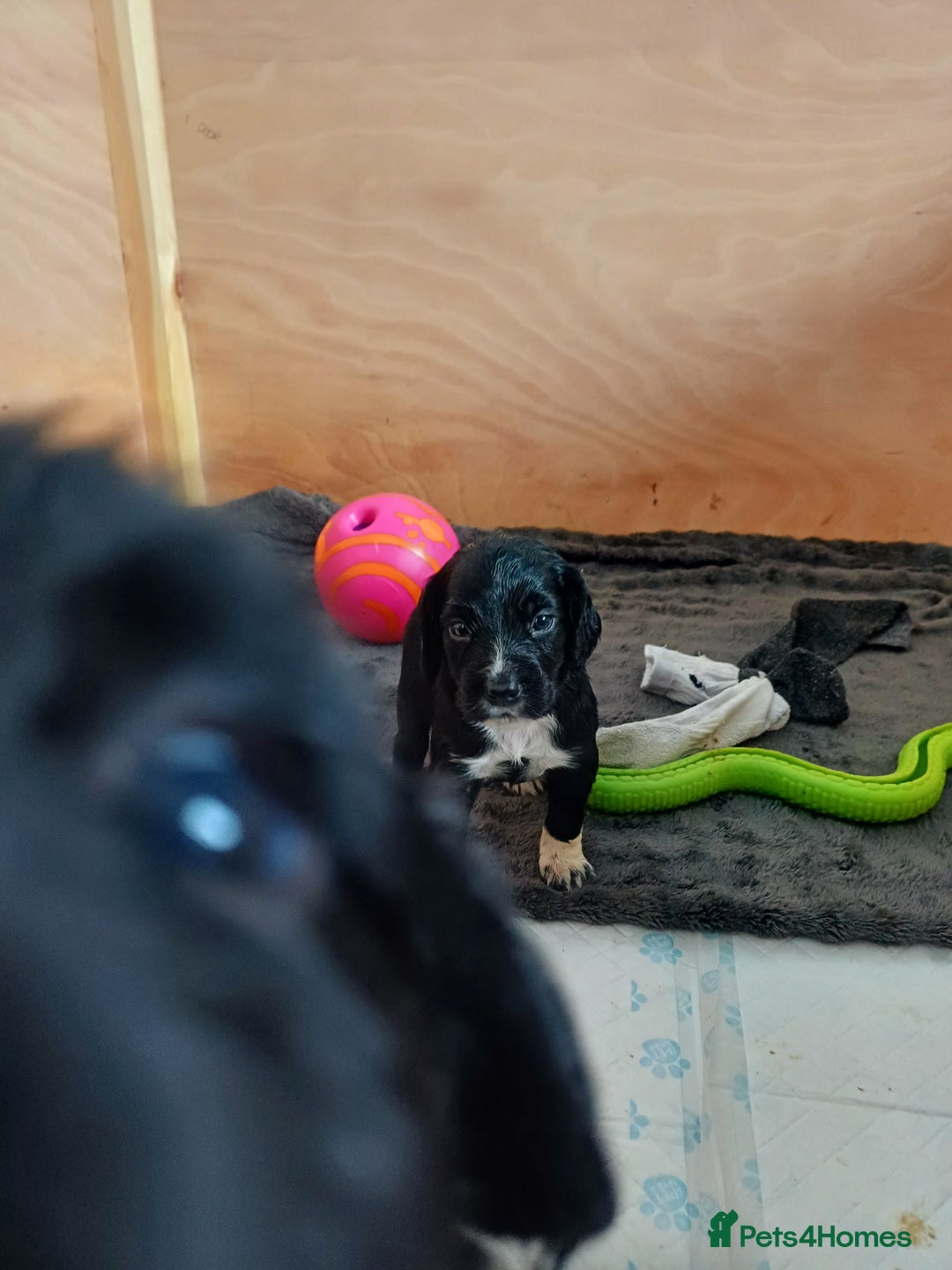 Cocker Spaniel dogs for sale: Working cocker spaniels 4 weeks old - Image 27