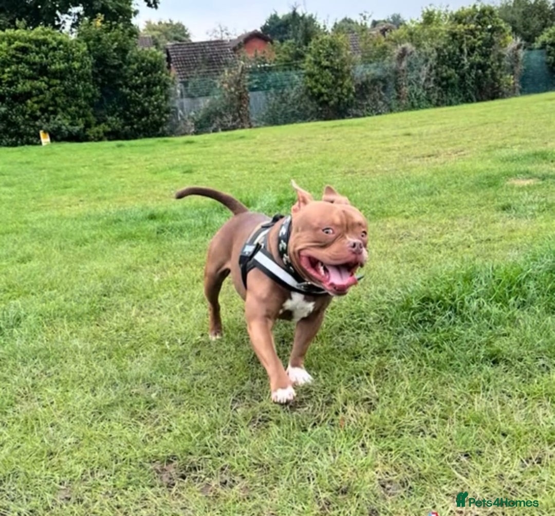 American Bully dogs for sale: Pocket bully  - Advert 4