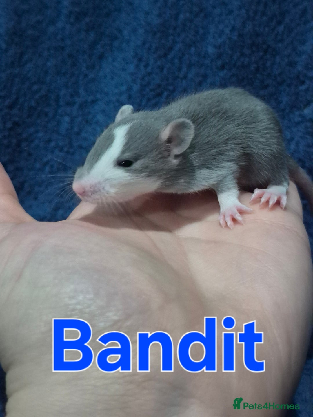 Rat rodents for sale: Healthy Tame Baby Rats - Advert 5
