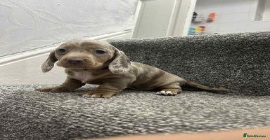 Miniature Dachshund dogs KC Reg Miniature Dachsunds - Advert 11