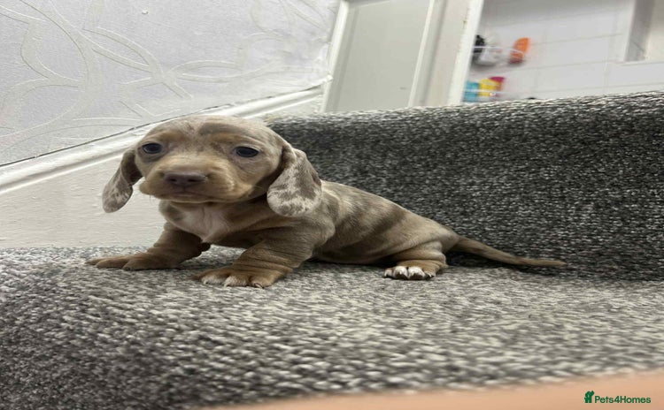 Miniature Dachshund dogs KC Reg Miniature Dachsunds - Advert 15