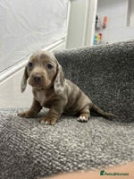Miniature Dachshund dogs KC Reg Miniature Dachsunds - Advert 3