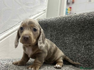 Miniature Dachshund dogs KC Reg Miniature Dachsunds - Advert 18