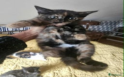 British Shorthair cats for sale: PURE BSH KITTENS READY NOW! - Image 19