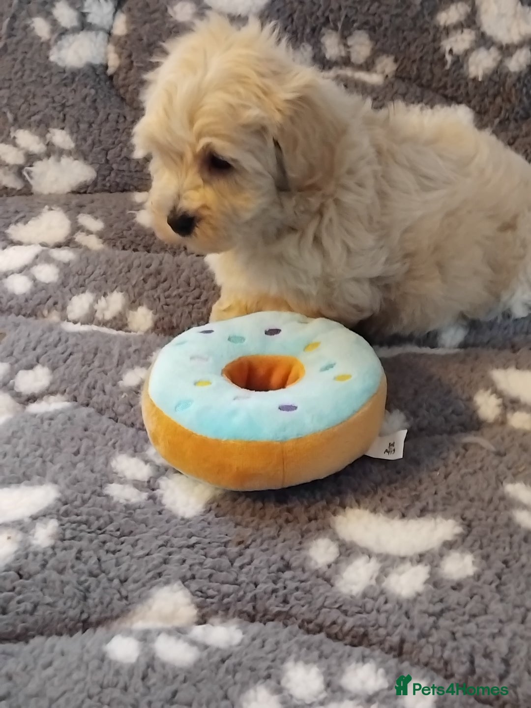 Maltipoo dogs for sale: Maltipoo puppies  - Advert 7