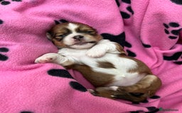 Lhasa Apso dogs for sale: Beautiful Lhasa apso puppies 🐶  - Image 34