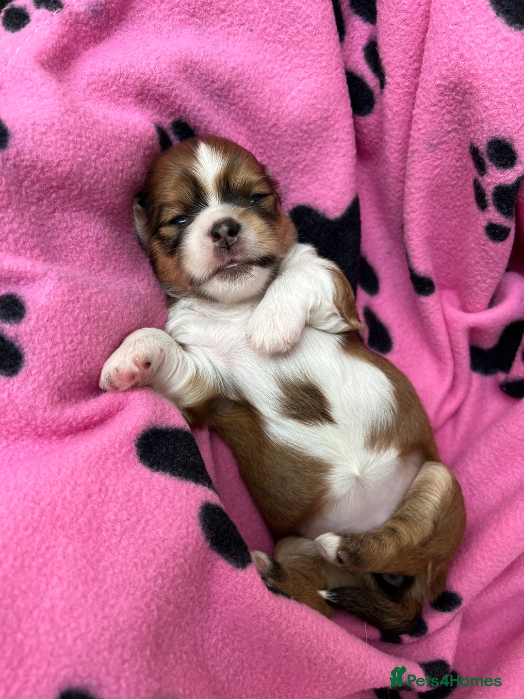 Lhasa Apso dogs for sale: Beautiful Lhasa apso puppies 🐶  - Image 34
