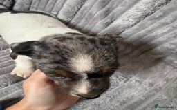 Jack Russell dogs for sale: Pure bred merle short legged jack Russell  - Image 11