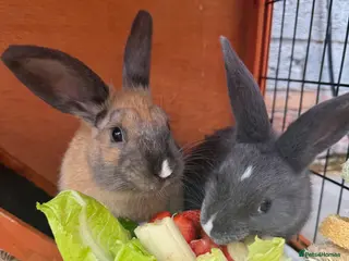 Mixed Breed rabbits 2 female rabbits & 2 tier hutch - Advert 2