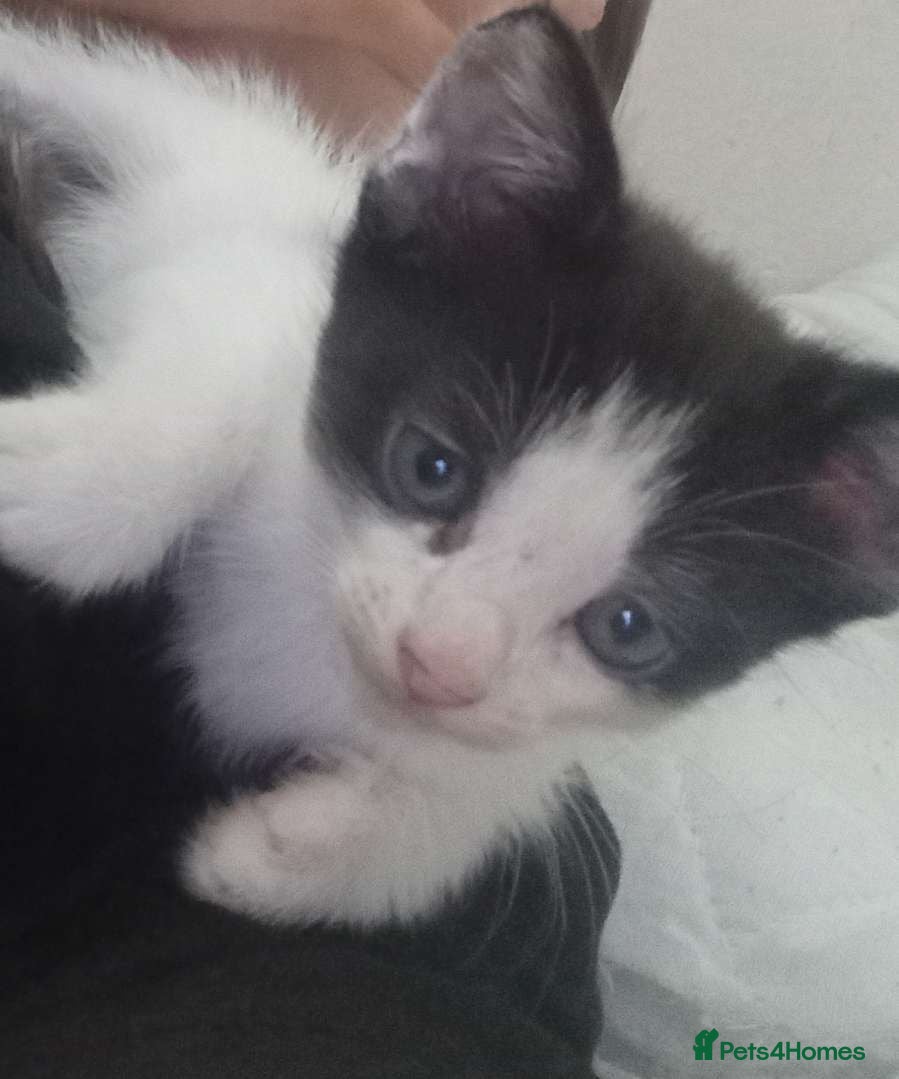 Mixed Breed cats Beautiful litter of 4 kittens - Advert 1