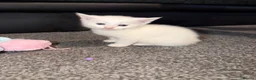 Mixed Breed cats for sale: 2 white kittens - Advert 2