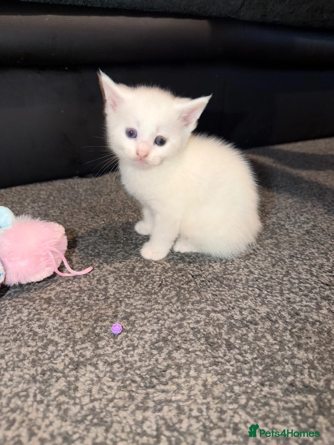 Mixed Breed cats for sale: 2 white kittens - Advert 2