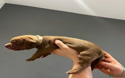 Mixed Breed dogs for sale: Staffy mix pups  - Image 14