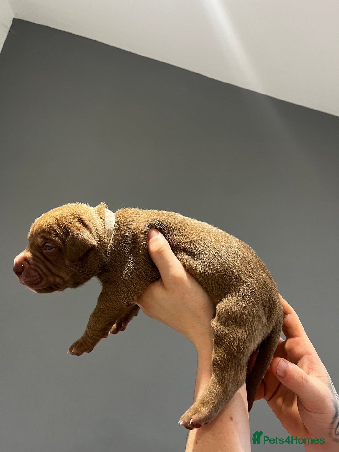 Mixed Breed dogs for sale: Staffy mix pups  - Image 14