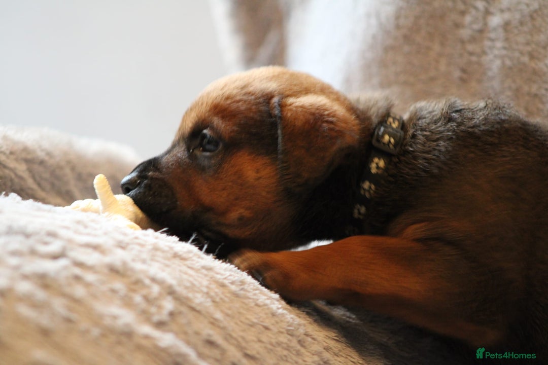 Mixed Breed dogs for sale: Rottweiler/pressa f1 - Image 17