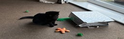 Mixed Breed cats for sale: Black Female Cat - Advert 6