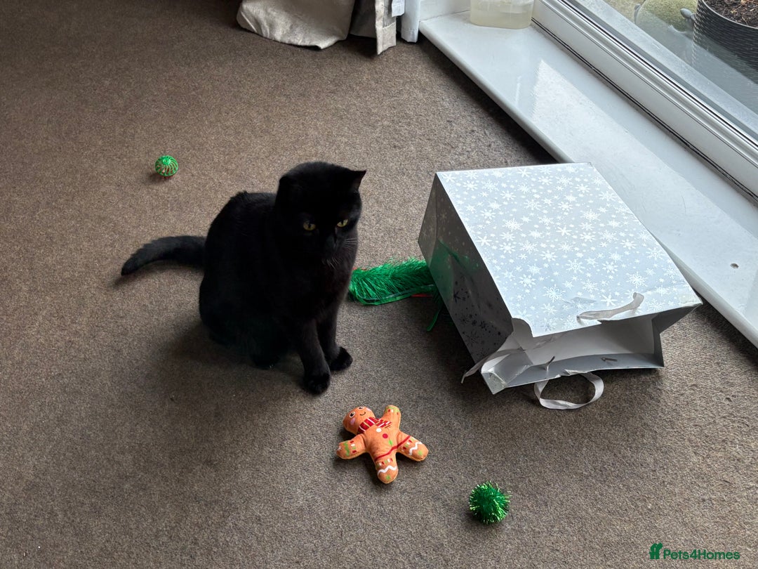 Mixed Breed cats for sale: Black Female Cat - Advert 6