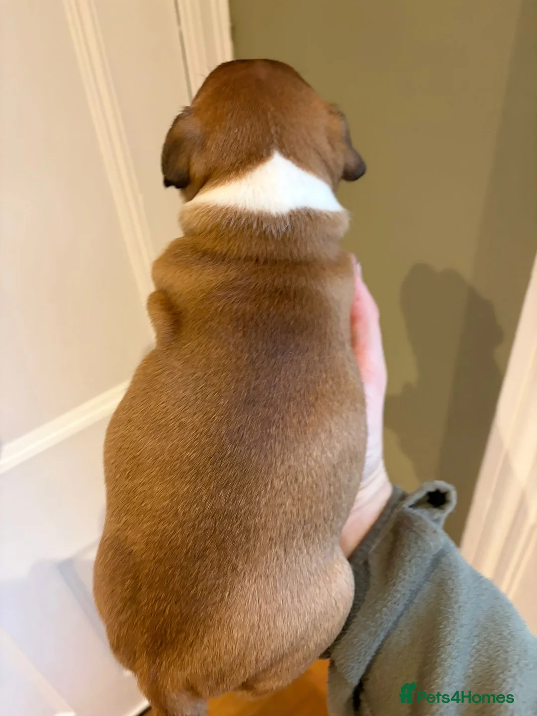 Staffordshire Bull Terrier dogs for sale: Stunning litter of 5 red/pied Staffies. Coi 3.8% - Advert 9