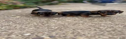 Miniature Dachshund dogs for sale: Miniature Daschunds - Advert 30