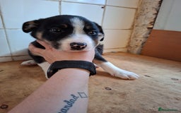 Border Collie dogs for sale: Border collies for sale - Image 18
