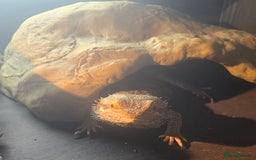 Bearded Dragon reptiles for sale: Bearded dragon- Full set up - Advert 3