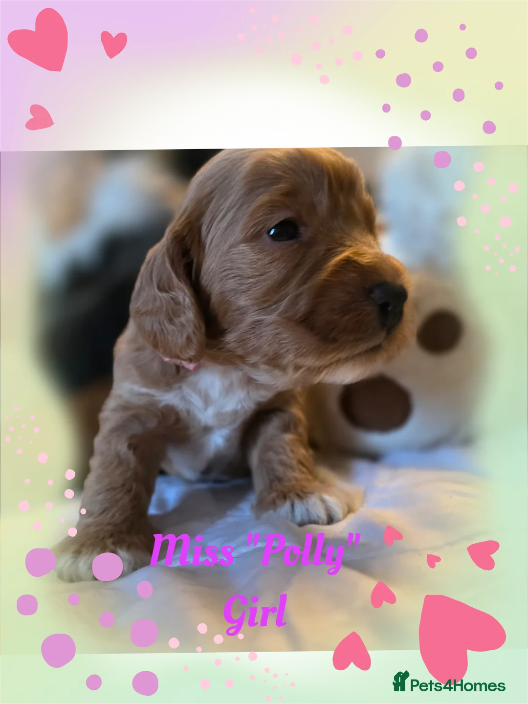 Cockapoo dogs for sale: Adorable Cockerpoo Teddy Bears - Advert 6