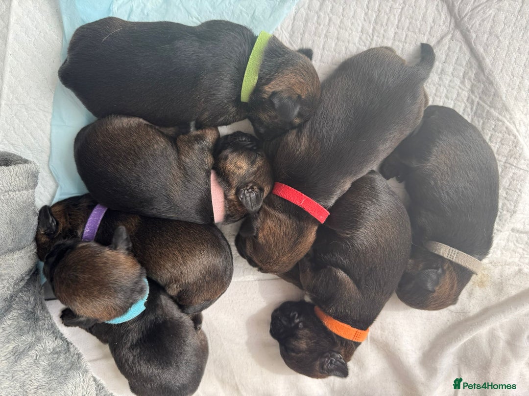 Border Terrier dogs for sale: Border Terrier Puppies (ready 22 Oct 2025) - Image 5