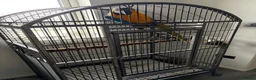Macaws birds for sale: Hand Tame 2 year old B&G Macaw plus cage - Advert 3