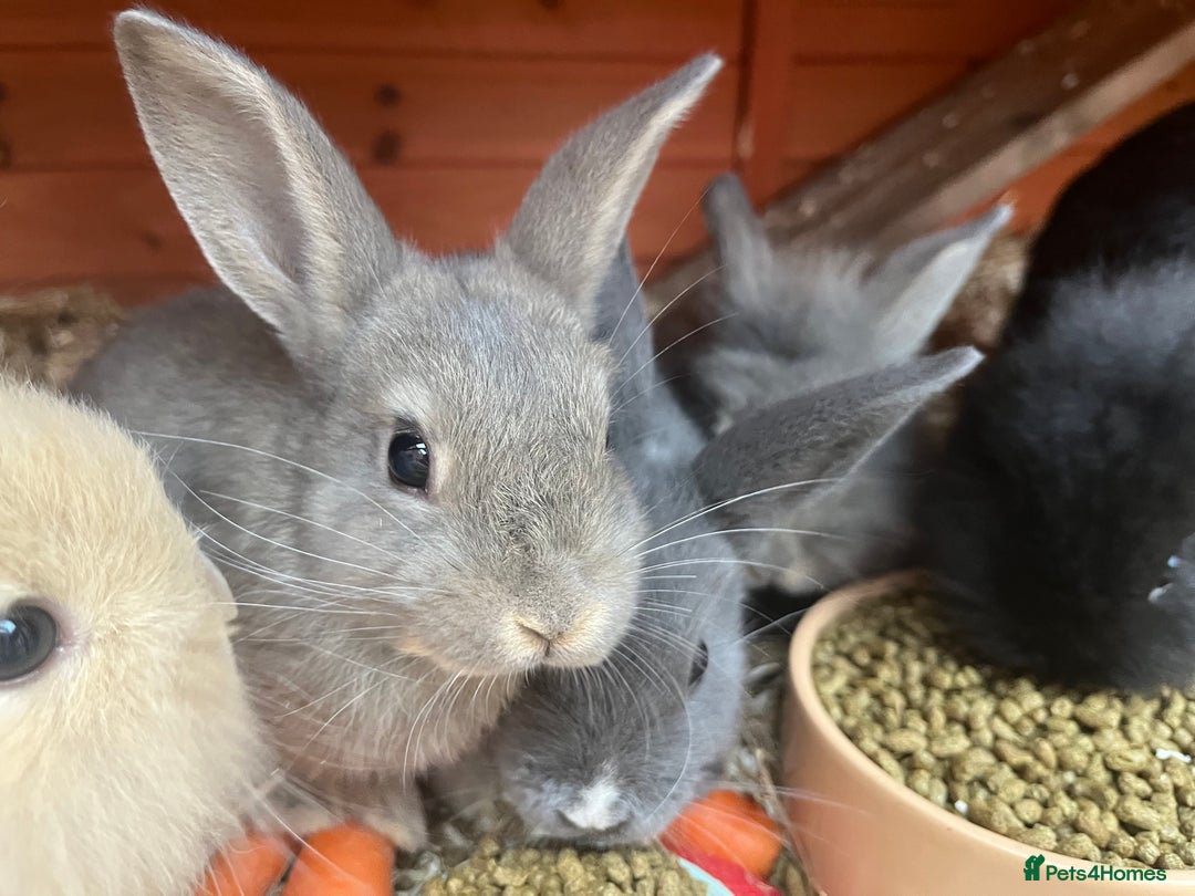 Mini Lop rabbits for sale: A Mix of Mini lop and Mini Lion Lop - Advert 32