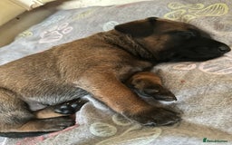 Belgian Shepherd Dog dogs for sale:  Belgian Malinois Puppies  in Telford - Image 12