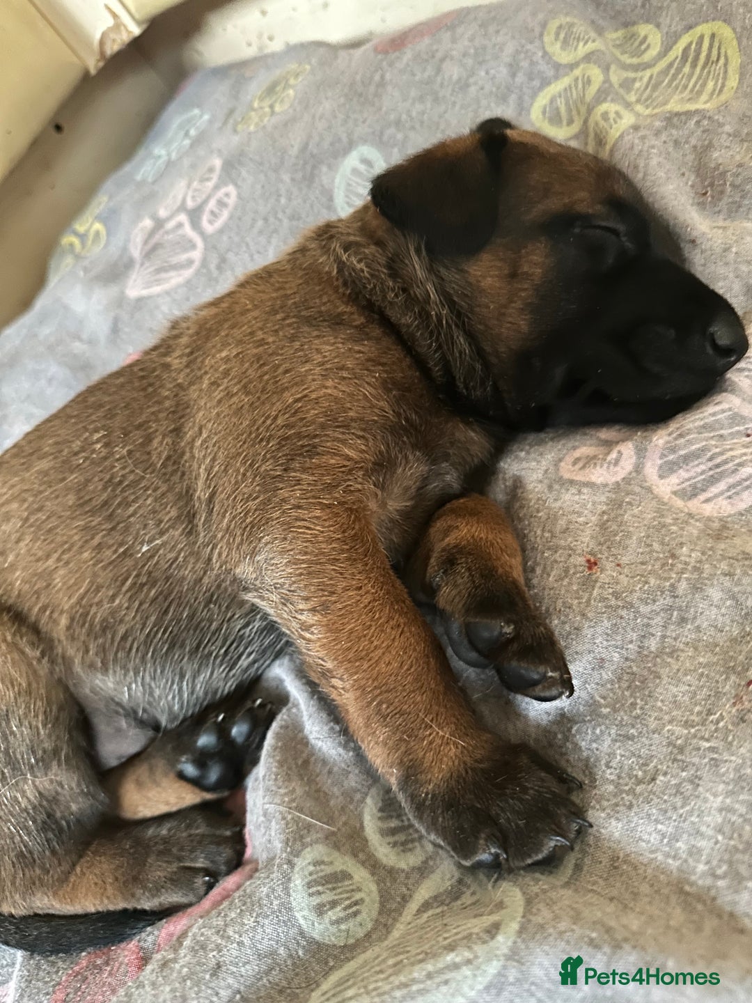 Belgian Shepherd Dog dogs for sale:  Belgian Malinois Puppies  in Telford - Image 12