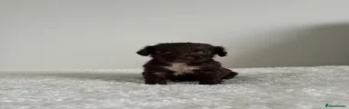 Cocker Spaniel Puppy 9