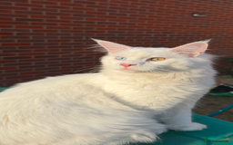 Maine Coon cats for sale: Two pure breed pedigree 1 year old Maine Coons  - Image 2
