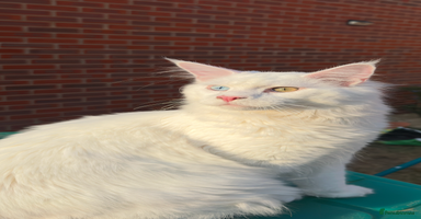 Maine Coon cats - Advert 2
