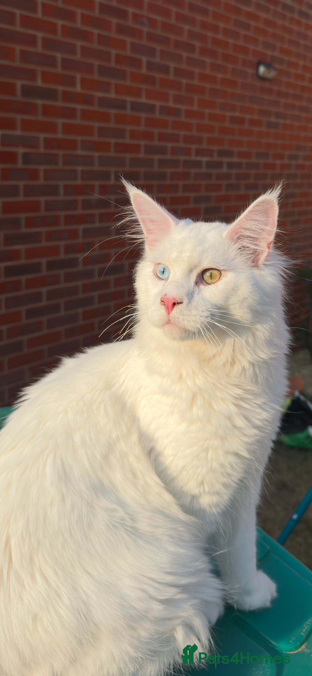 Maine Coon cats for sale: Two pure breed pedigree 1 year old Maine Coons  - Image 2