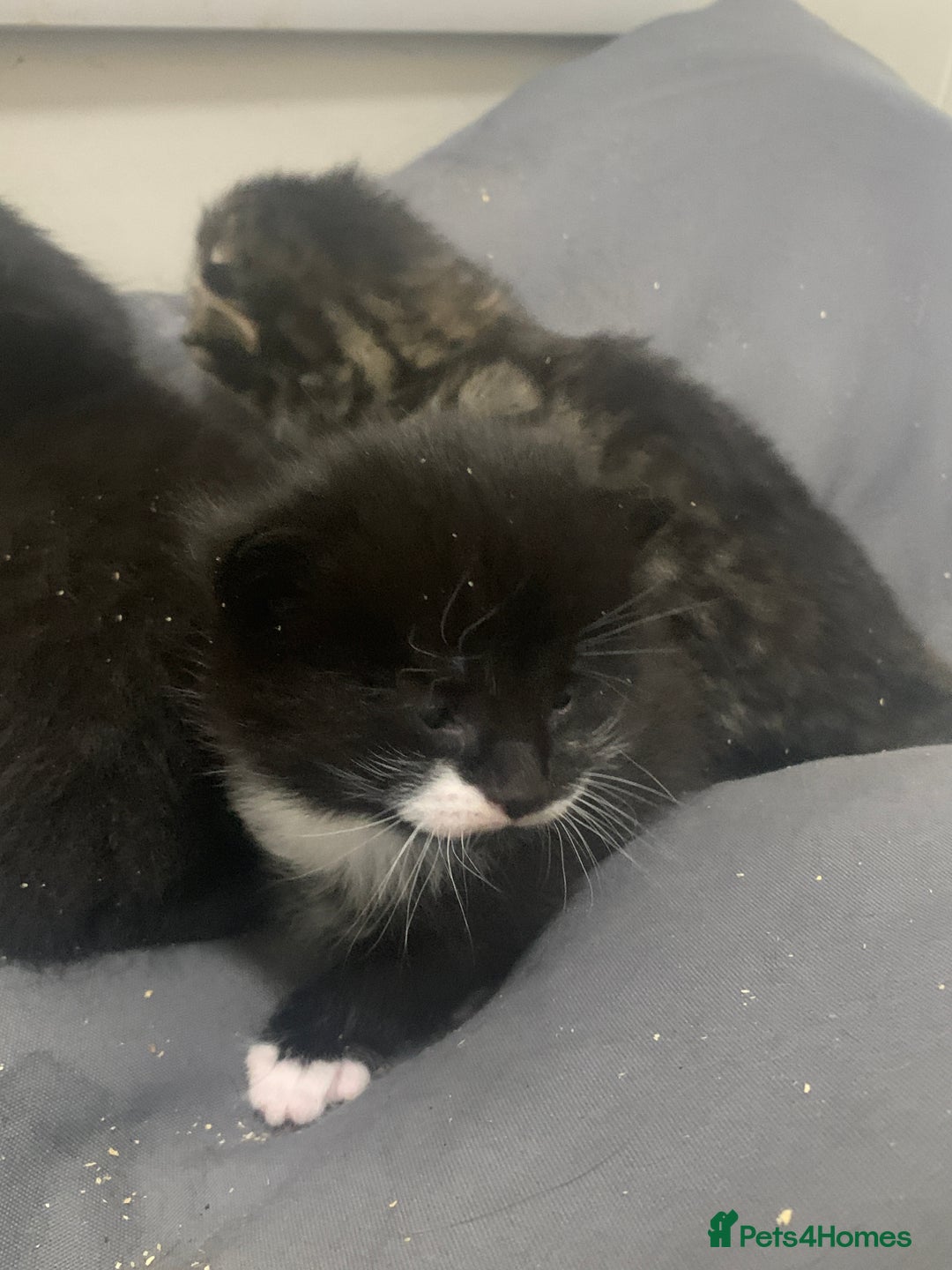 Mixed Breed cats for sale: Stunning kittens - Advert 13