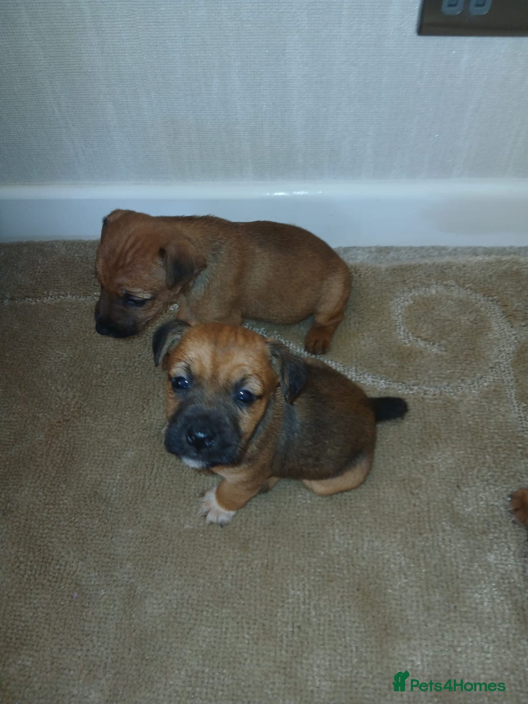 Border Terrier dogs for sale: Stunning border terrier puppies  - Advert 4