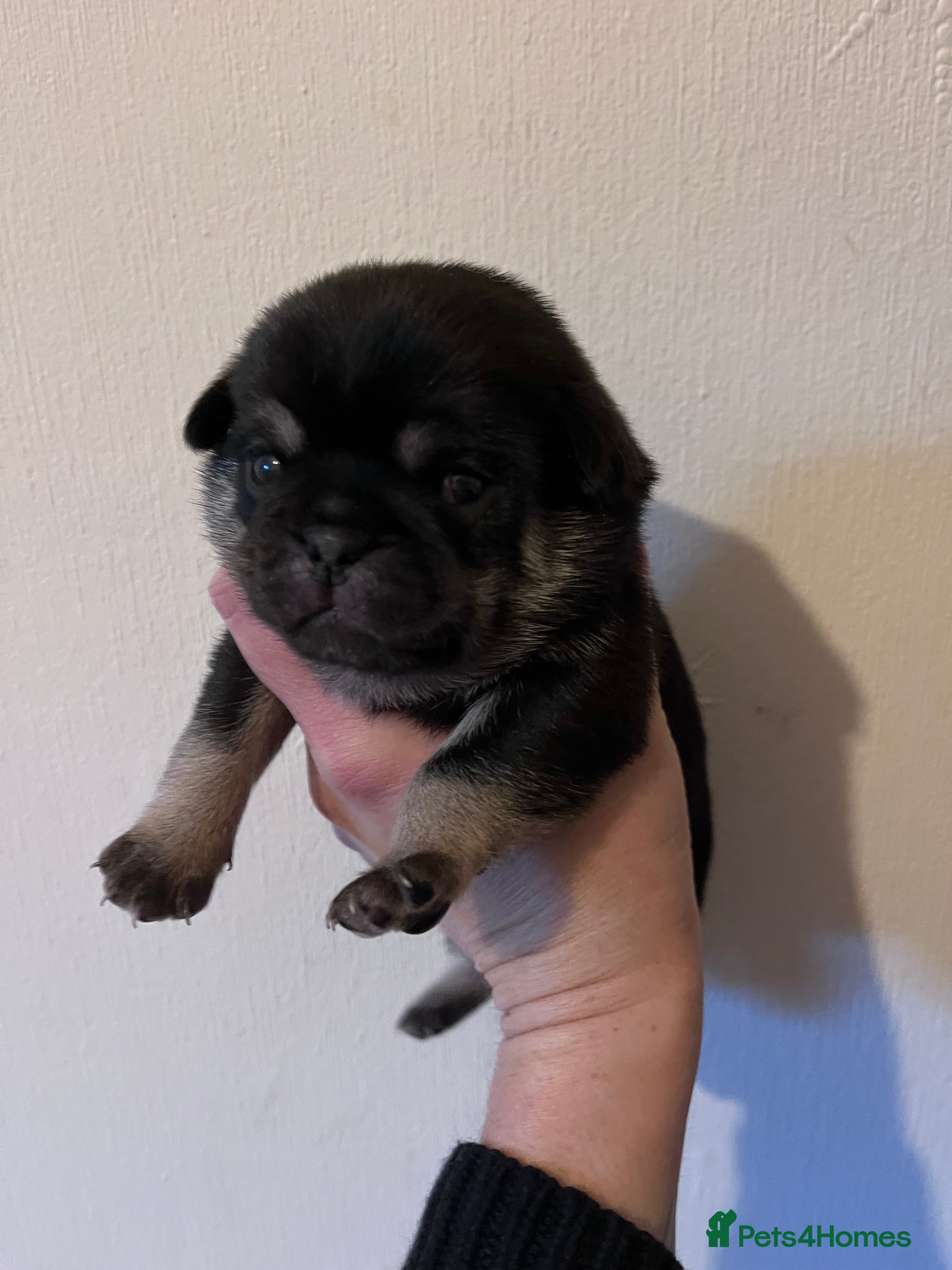 Pug dogs KC registered Pug Puppies - Advert 15