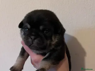 Pug dogs KC registered Pug Puppies - Advert 15