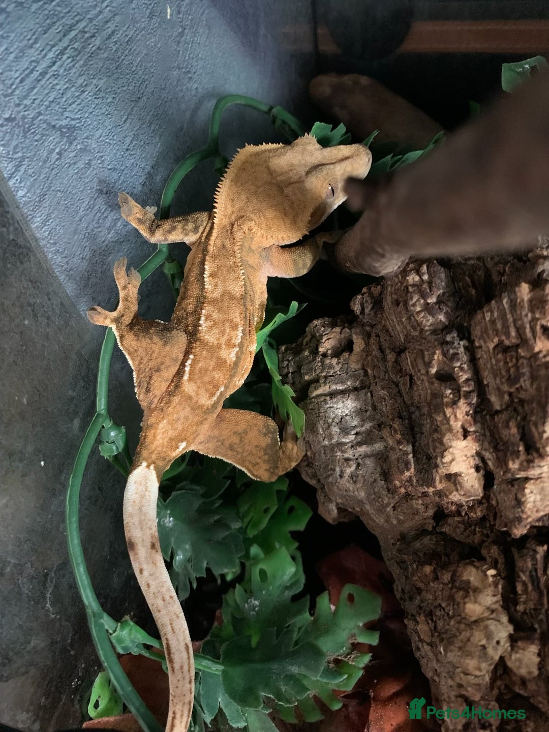 Gecko reptiles for sale: Red Tiger Crested Gecko - Image 3