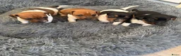 Jack Russell dogs for sale: Jack Russel pups in Gateshead - Advert 1