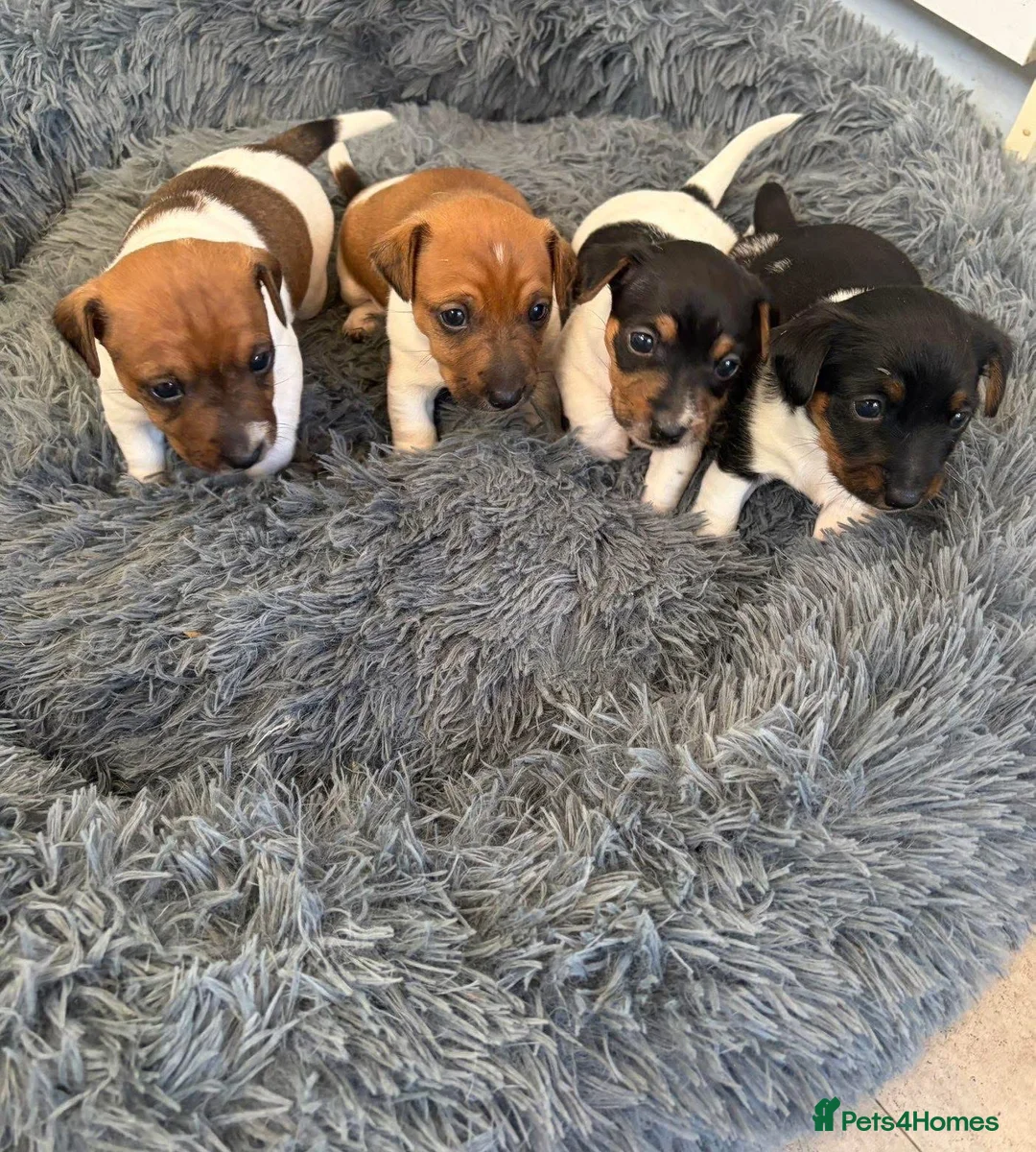 Jack Russell dogs for sale: Jack Russel pups in Gateshead - Advert 1