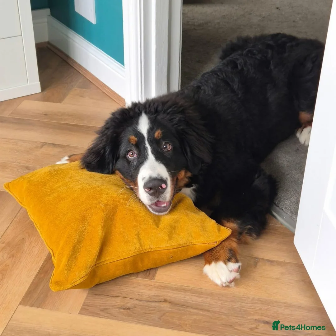 Bernese Mountain Dog dogs for sale: Male Bernese Mountain Dog in Keighley - Advert 2