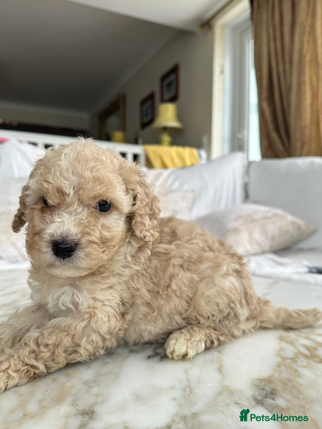 Miniature Poodle dogs for sale: Pedigree club registered 3 Miniature poodles!  - Advert 5