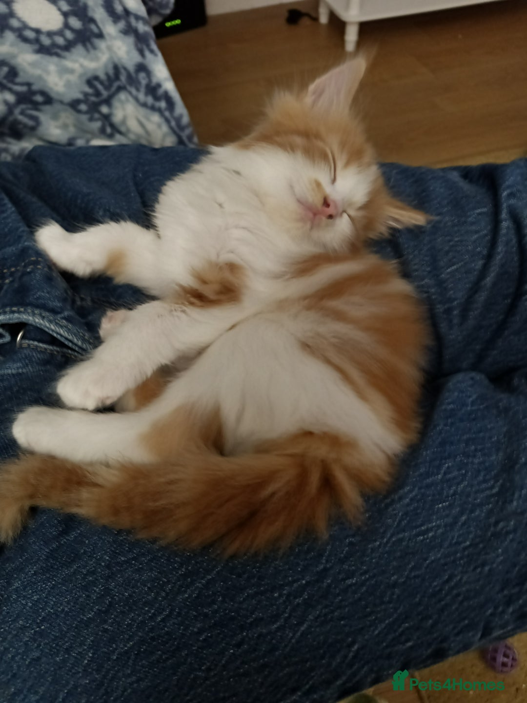 Maine Coon cats for sale: 2 Maine Coon bloodline kittens - Image 5