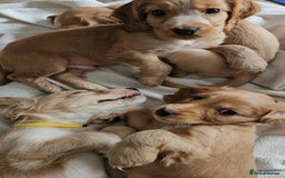Cocker Spaniel dogs for sale: LAST 1l2: Show Cocker Spaniel Males 💛💚 - Image 13