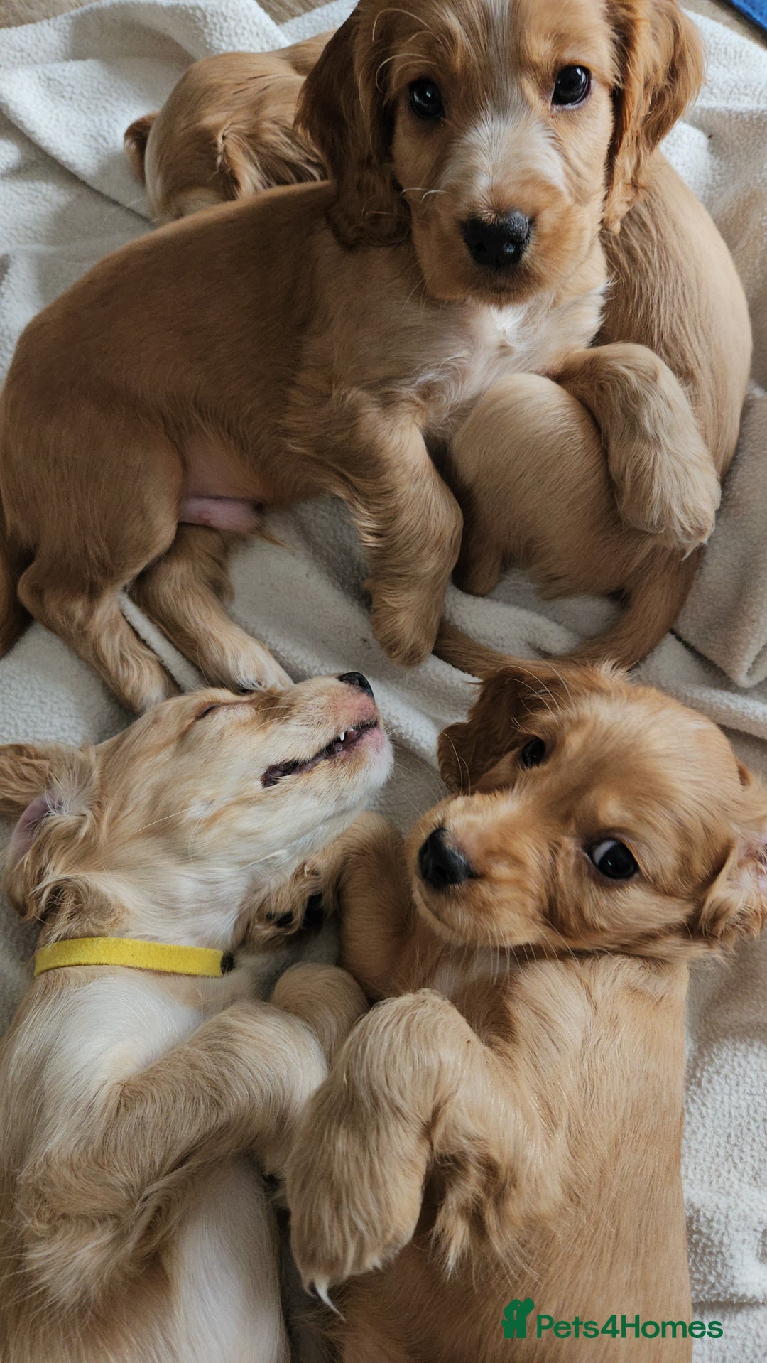 Cocker Spaniel dogs for sale: LAST 1l2: Show Cocker Spaniel Males 💛💚 - Image 13