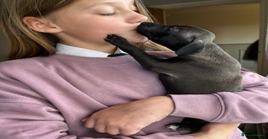 Italian Greyhound dogs - Advert 8